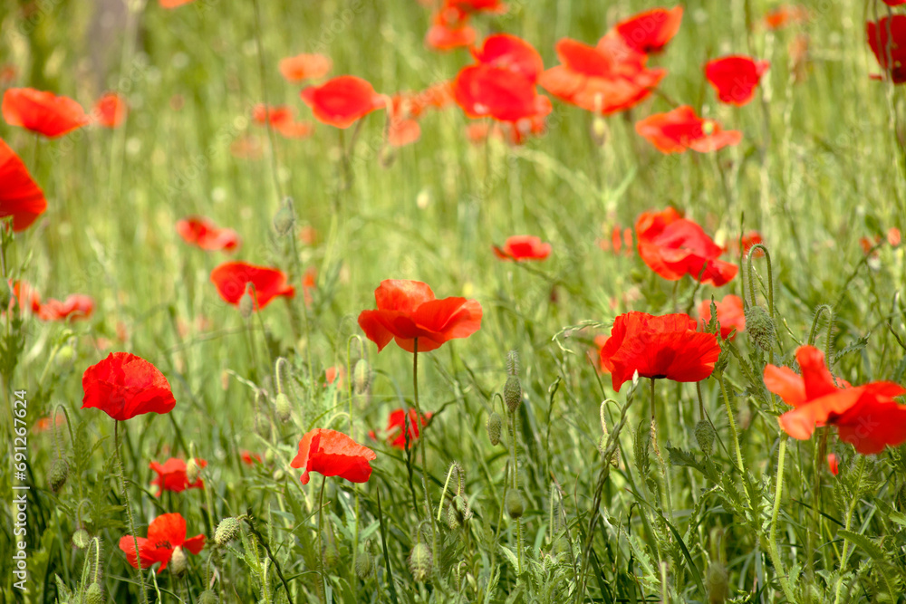 field of red poppies