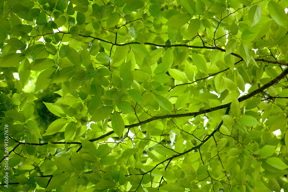 fresh leaves in May fresh leaves in May