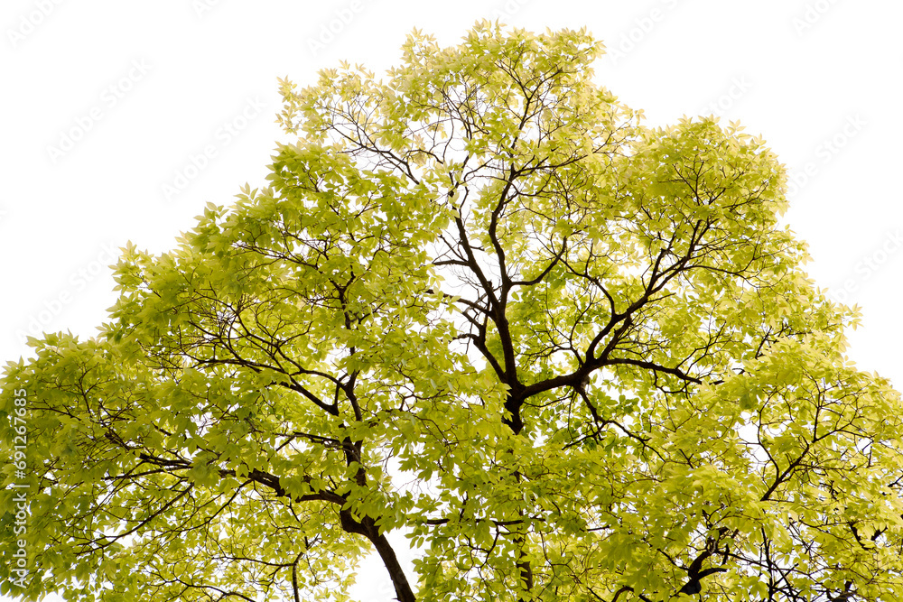 Fototapeta premium fresh leaves in May