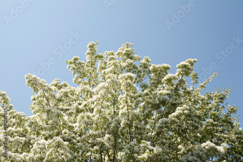 Chionanthus retusa flowers photo