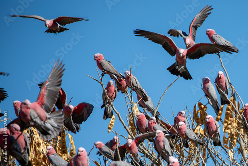 A flock of Galahs (Eolophus rosieicapilla) or pink and grey cockatoos.  Far North Queensland. photo