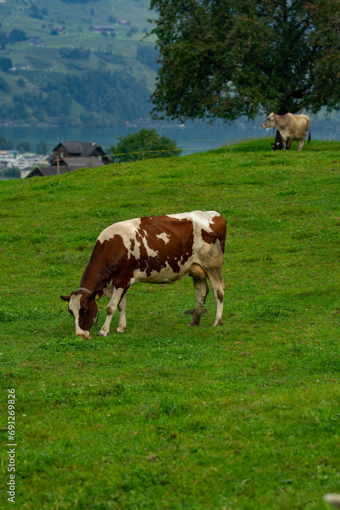 Cow on lawn. Cow grazing on green meadow. Holstein cow. Eco farming. Cows in a mountain field. Cows on a summer pasture. Idyllic landscape with herd of cow grazing on green field with fresh grass.