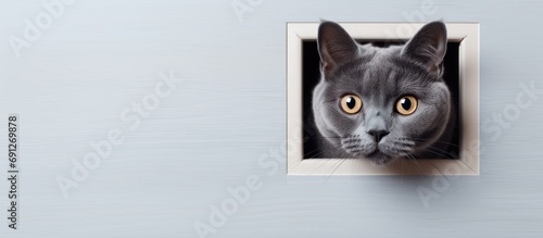 A gray British cat walks through a cat flap and licks an apartment's cat door. photo