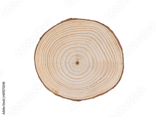Wood slab tree rings section. Cut wood slice background with white space 