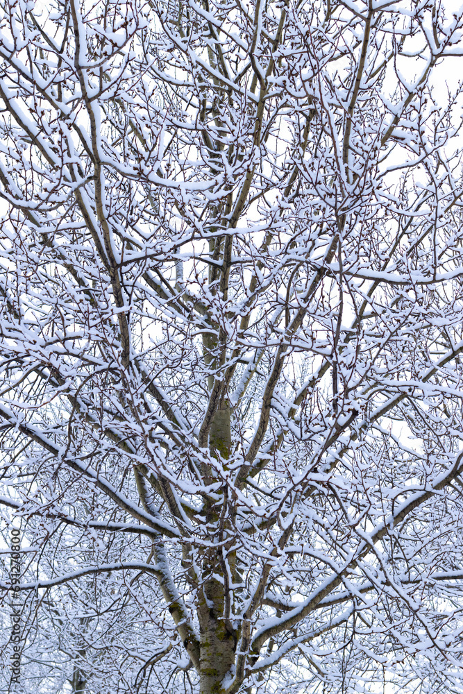 Ornament of leafless tree branches in park covered the snow Ornament of leafless tree branches in park covered the snow