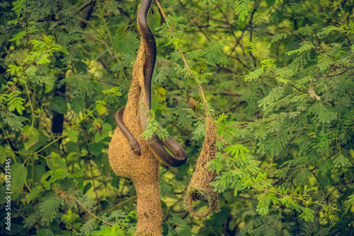 Snake over a sparrows hurt © Shivam