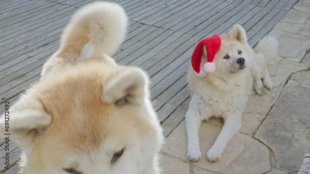 Pair of Akita Inu dogs, amusing expressions as they charmingly request Christmas gifts, creating a delightful and entertaining scene Pair of Akita Inu dogs, amusing expressions as they charmingly request Christmas gifts, creating a delightful and entertaining scene