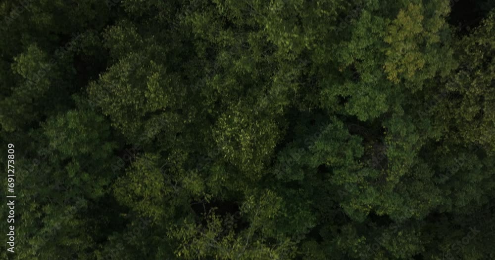 Bird's Eye View Over Dense Green Forest In Durham, Arkansas, USA - Drone Shot Bird's Eye View Over Dense Green Forest In Durham, Arkansas, USA - Drone Shot