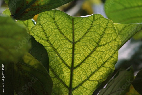 See-through large vibrant green leaf, visible veins and midrib photo