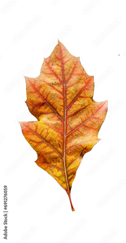 leaf one isolated autmn backround yellow red brown colors leaf one isolated autmn backround yellow red brown colors