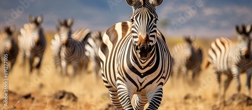 Burchell s zebra in South Africa displaying flehmen response.