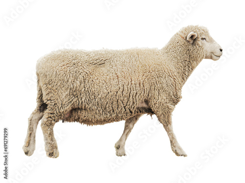 Female Dorset Sheep  isolated png photo