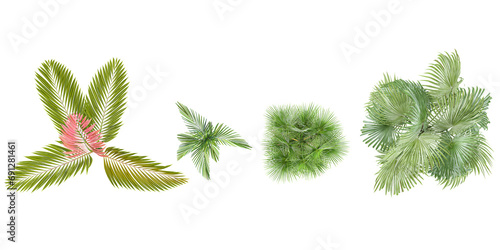 Collection of Chambeyronia macrocarpa Coccothrinax spissa Zombia antillarum Veitchia joannis trees isolated on white background  tropical trees isolated used for design