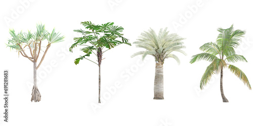 Pandanus utilis,Jubaea chilensis,Cocos nucifera,Licuala ramsayi Trees isolated on white background, tropical trees isolated used for architecture