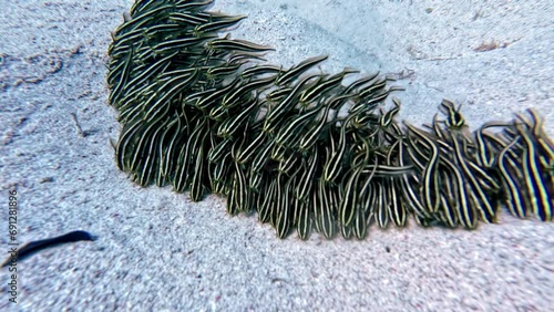 Shoal of Striped eel-catfish on the ocean floor at the Red sea - Plotosus japonicus photo