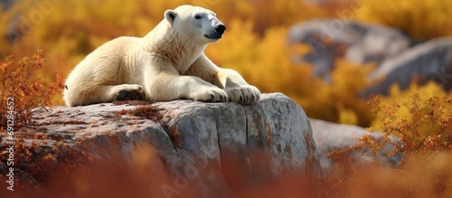 Autumn in Churchill, Manitoba, Canada: Polar bear mother resting on a rock. photo