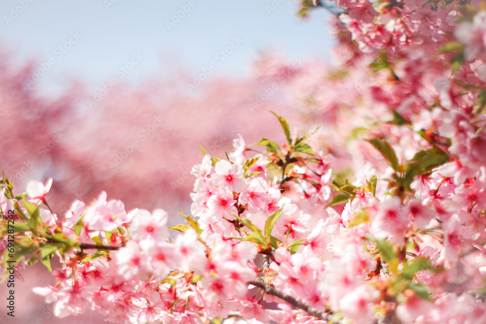 【春素材】満開の河津桜