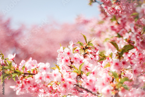 【春素材】満開の河津桜