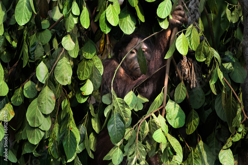 Orangutans take shelter from the heat using leaves that have been cut from trees photo