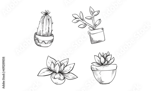 succulent plant handdrawn collection
