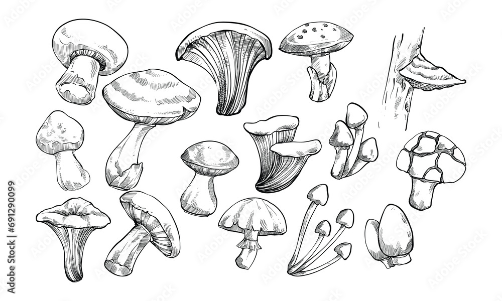 mushroom handdrawn collection mushroom handdrawn collection
