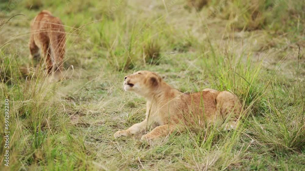 Two young cubs interested in camera, baby lions lying down resting, African Wildlife in Maasai Mara National Reserve, Kenya, Africa Safari Animals in Masai Mara North Conservancy