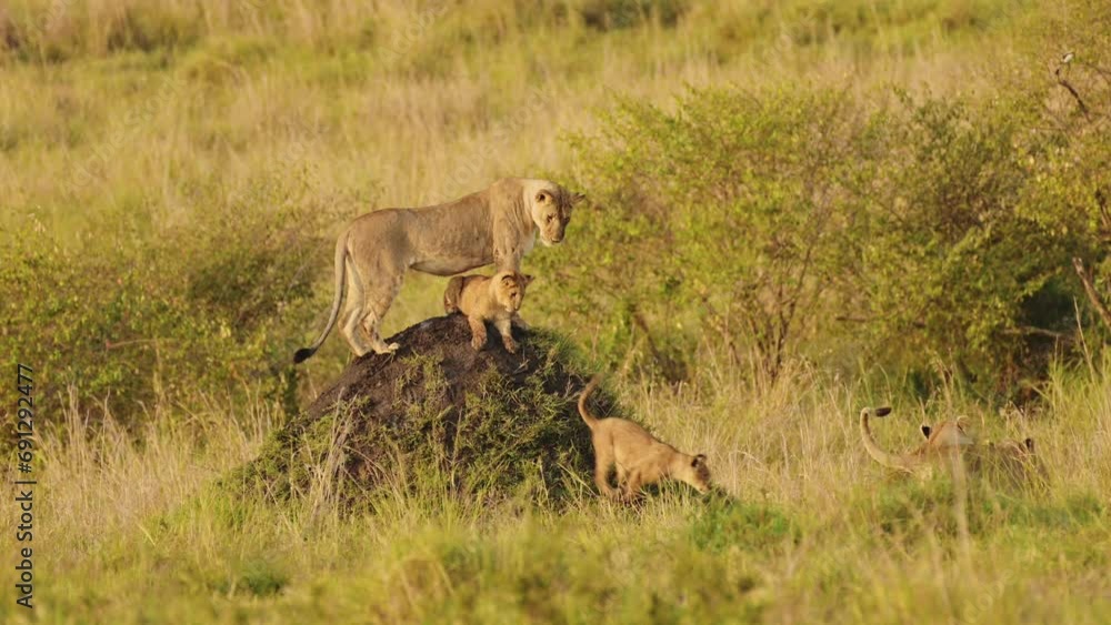 Slow Motion Shot of Mother and cubs search across the African plains for food, family Wildlife in Maasai Mara National Reserve, Kenya, Africa Safari Animals in Masai Mara North Conservancy Slow Motion Shot of Mother and cubs search across the African plains for food, family Wildlife in Maasai Mara National Reserve, Kenya, Africa Safari Animals in Masai Mara North Conservancy