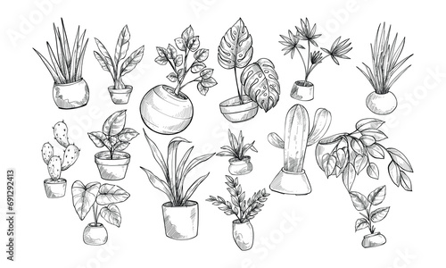 houseplant handdrawn collection