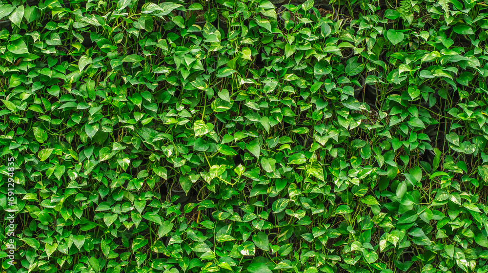 air purifying plants, garden design and decoration air purifying plants, garden design and decoration
