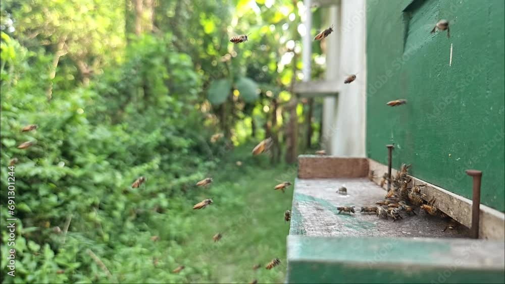 Indian Honey Bees are flying in front of the beehive. Apis cerena Indica Indian Honey Bees are flying in front of the beehive. Apis cerena Indica