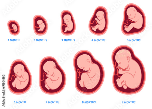 Stages of pregnancy. Fetal development process, human embryo growth cycle, nine months stages, foetus in womb, gynecology, human reproduction, isolated illustration, tidy vector set photo