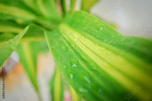 Green leaf with water drops for background.