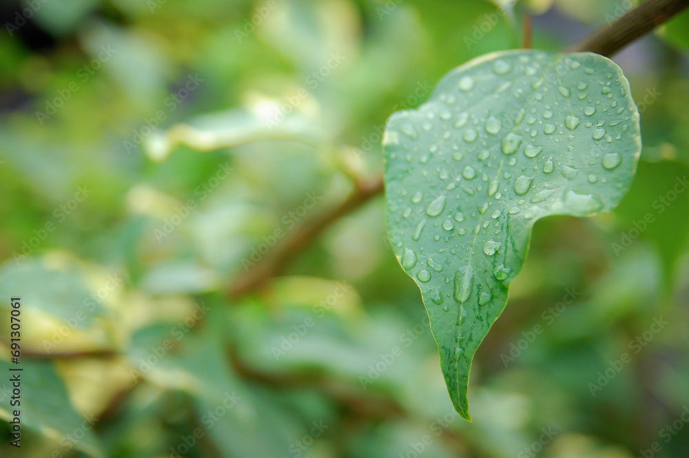 Small drop morning dew in nature, selective focus. Dew on the leaf.