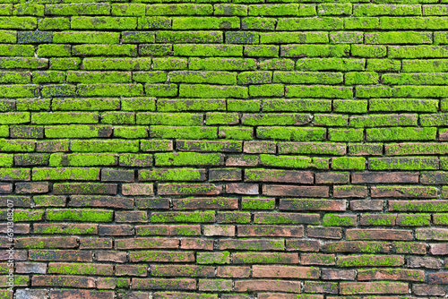 The surface of the brick wall has, moss is a plant that has a mechanism for trapping dust. and can be turned into fertilizer for itself It's comparable to a durable air purifier. It is also a plant th photo