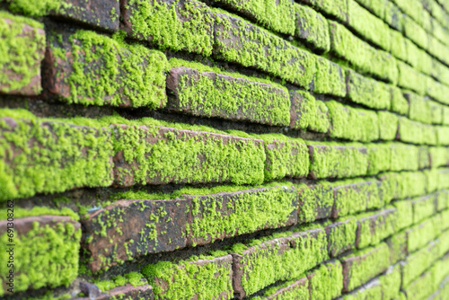 The surface of the brick wall has, moss is a plant that has a mechanism for trapping dust. and can be turned into fertilizer for itself It's comparable to a durable air purifier. It is also a plant th photo
