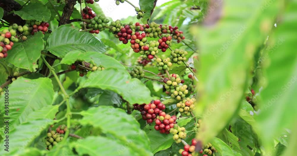 Coffee beans grow on tree 