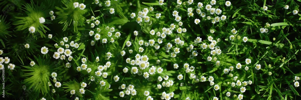An abstract background image for creative content in a wide format, featuring an overhead shot of white wildflowers, creating a versatile composition. Photorealistic illustration An abstract background image for creative content in a wide format, featuring an overhead shot of white wildflowers, creating a versatile composition. Photorealistic illustration