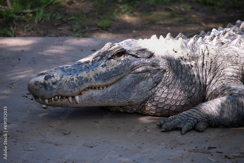 Fototapeta premium Alligators have a long, rounded snout that has upward facing nostrils at the end.