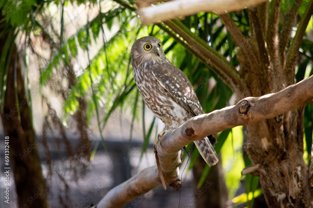 The barking owl has bright yellow eyes and no facial-disc. Upperparts are brown or greyish-brown, and the white breast is vertically streaked with brown. The large talons are yellow. - obrazy, fototapety, plakaty 