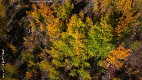 Birds Eye view Colorado aspen tree colorful yellow red orange forest with green pine trees early fall Rocky Mountains Breckenridge Keystone Copper Vail Aspen Telluride Silverton Ouray up slowly motion photo