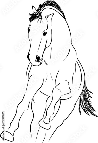 Running horse vector illustration (ID: 691313885)