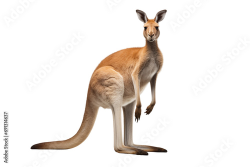 Dynamic Kangaroo Impressions On Transparent Background