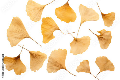 Minimalist Ginkgo Leaf Composition On Transparent Background