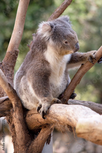 Fototapeta Naklejka Na Ścianę i Meble -  the Koala has a large round head, big furry ears and big black nose. Their fur is usually grey-brown in color with white fur on the chest, inner arms, ears and bottom.