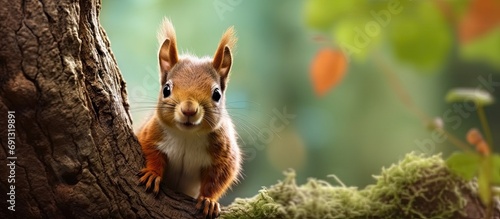 background of the lush forest, a cute red squirrel with fur as soft as velvet scurried up the tall tree, collecting nuts with funny antics, bringing laughter to the park visitors who were captivated © TheWaterMeloonProjec
