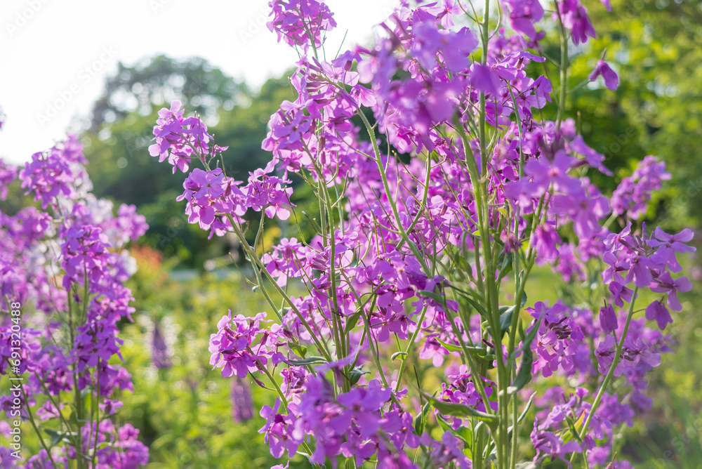 Fototapeta premium saponaria flowers in the garden