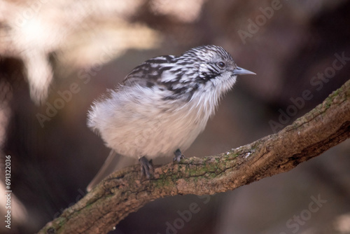 The Striped Honeyeater is grey above, with a grey-white head and upper neck boldly striped black, and has whitish underparts with faint streaks on the belly and undertail photo