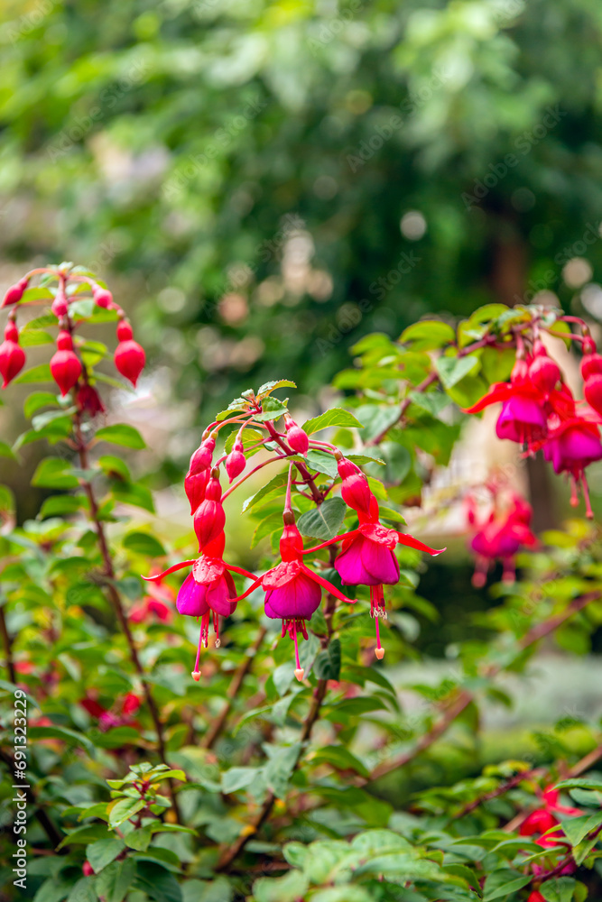 Closeup of a red and lilac flowering Fuchsia plant photographed in a front garden. The pistil and stamens are clearly visible in the hanging flowers. There are a few water droplets on the flowers. Closeup of a red and lilac flowering Fuchsia plant photographed in a front garden. The pistil and stamens are clearly visible in the hanging flowers. There are a few water droplets on the flowers.