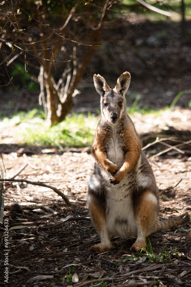 The Yellow-footed Rock-wallaby is brightly coloured with a white cheek stripe and orange ears. The Yellow-footed Rock-wallaby is brightly coloured with a white cheek stripe and orange ears.