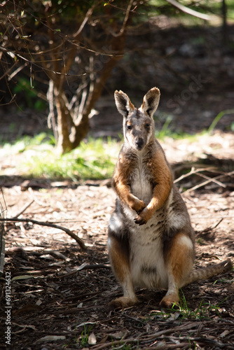 The Yellow-footed Rock-wallaby is brightly coloured with a white cheek stripe and orange ears. © susan flashman